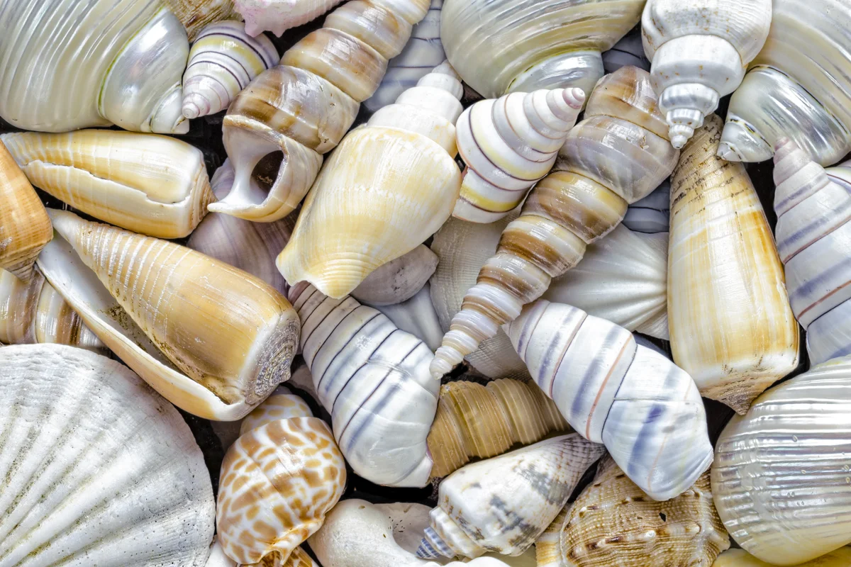 Shells rubbing together make a dry textured sound.